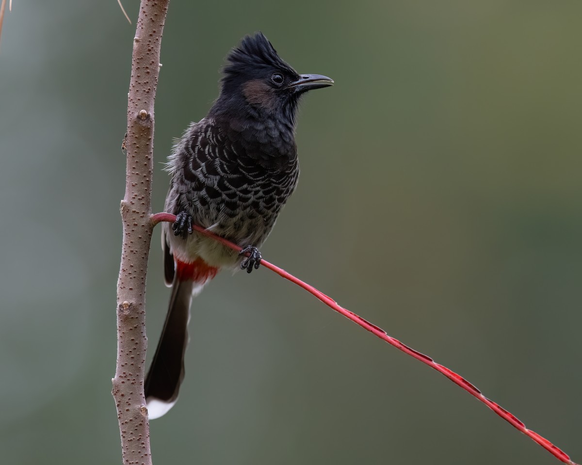 Red-vented Bulbul - ML646882262