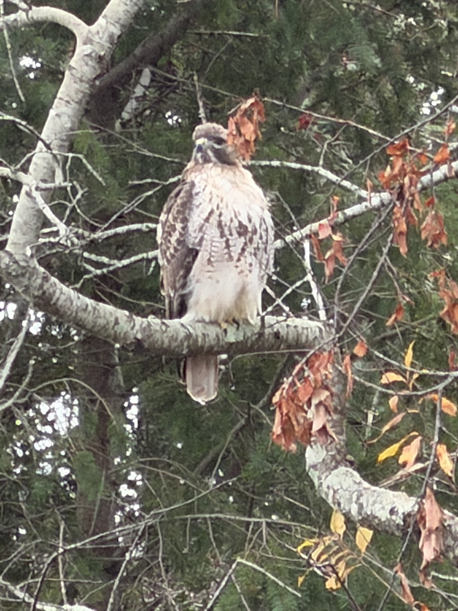 Red-tailed Hawk - ML646882263