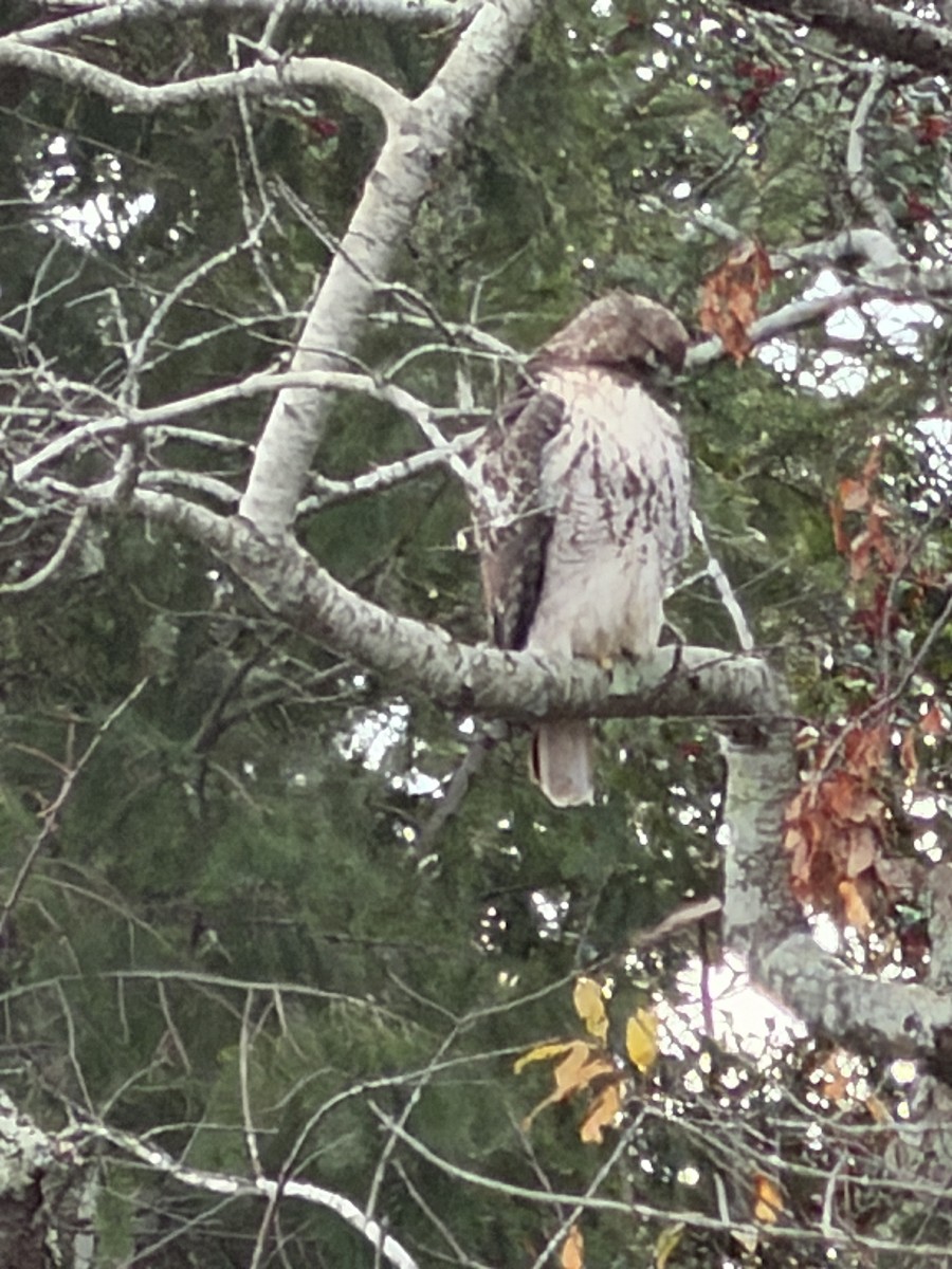 Red-tailed Hawk - ML646882264