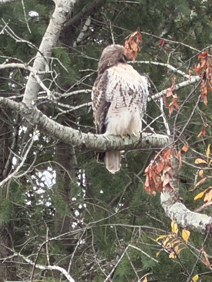 Red-tailed Hawk - ML646882265