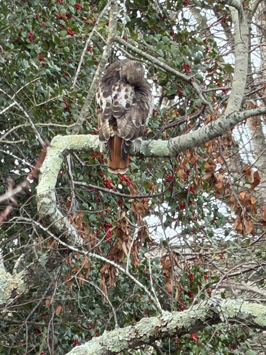 Red-tailed Hawk - ML646882266