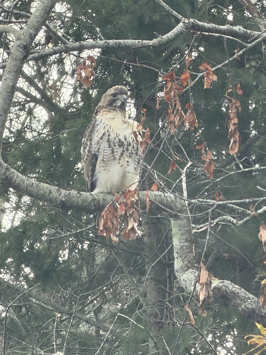 Red-tailed Hawk - ML646882267