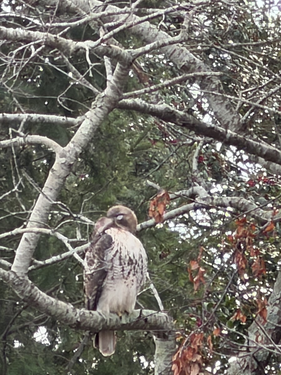 Red-tailed Hawk - ML646882268