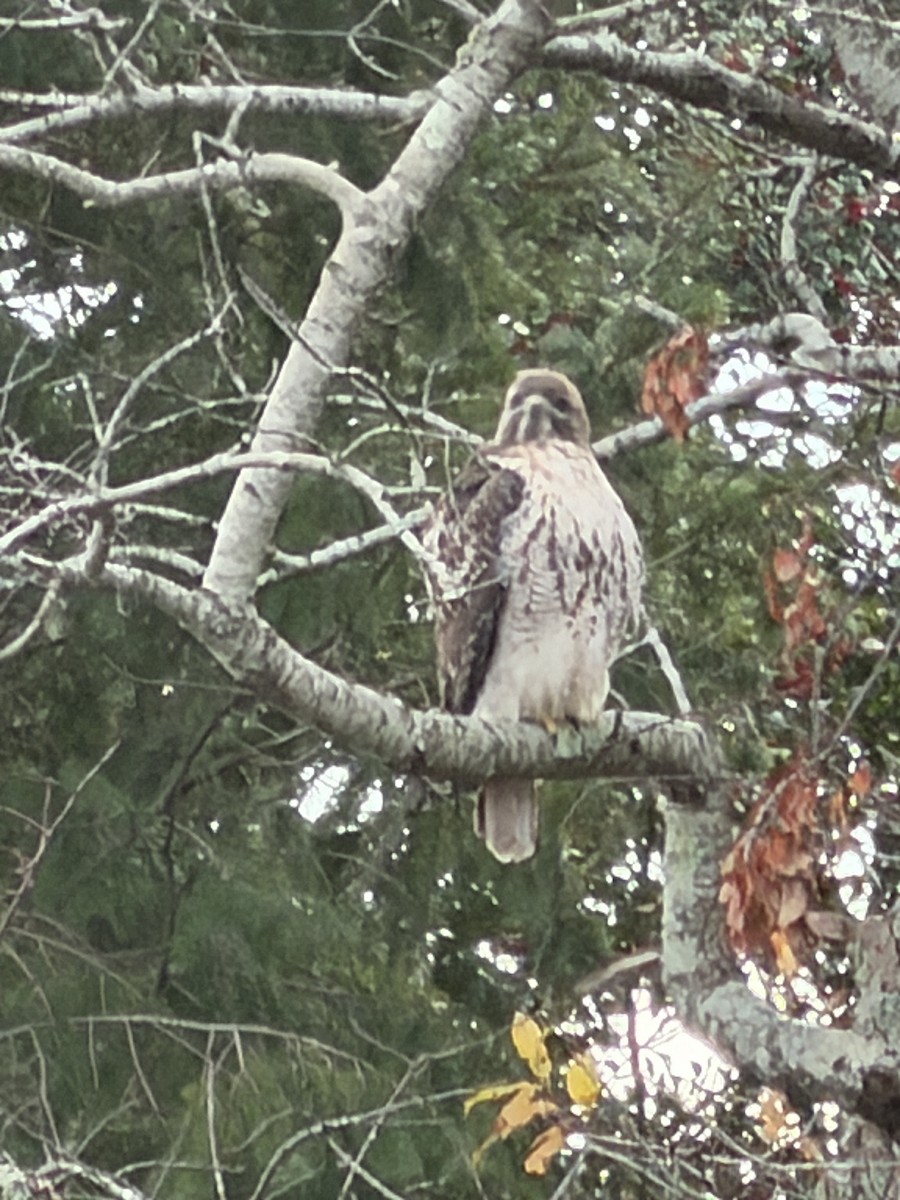 Red-tailed Hawk - ML646882269