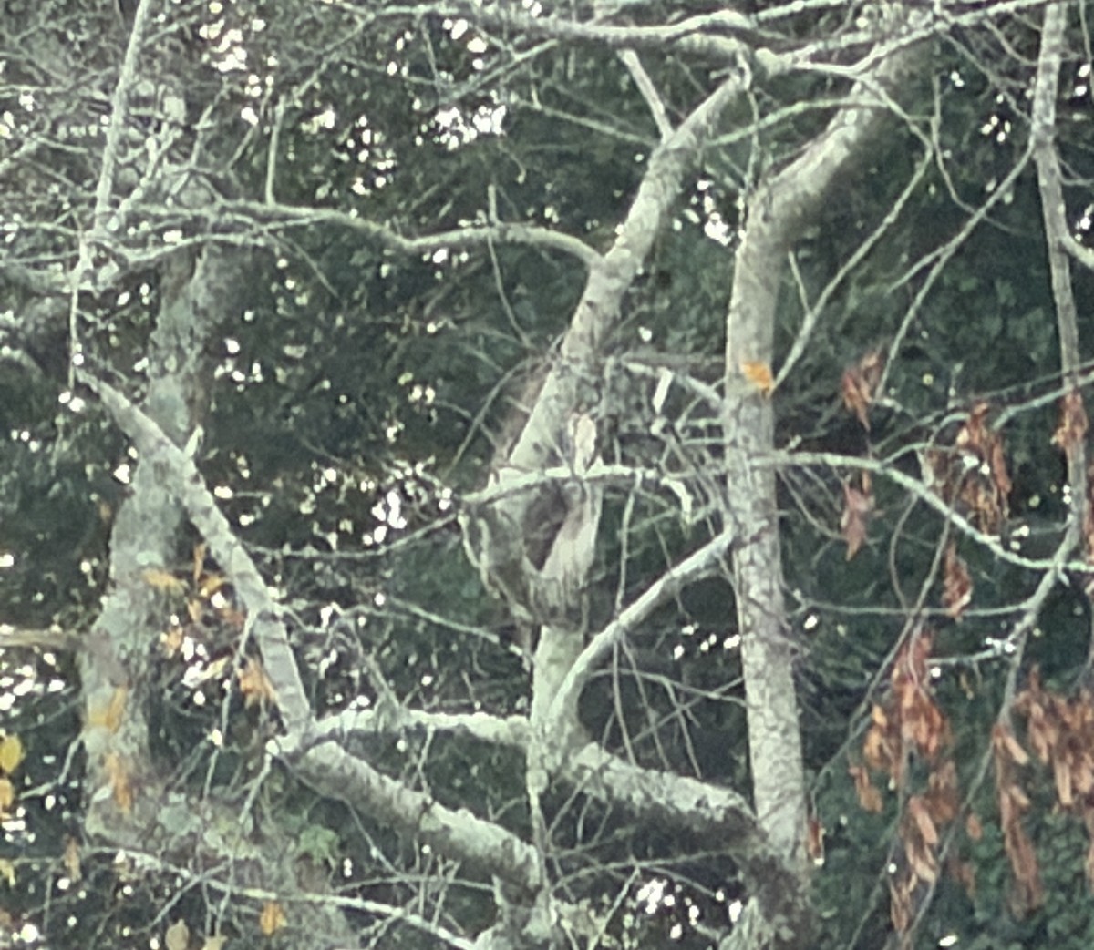 Red-tailed Hawk - ML646882270