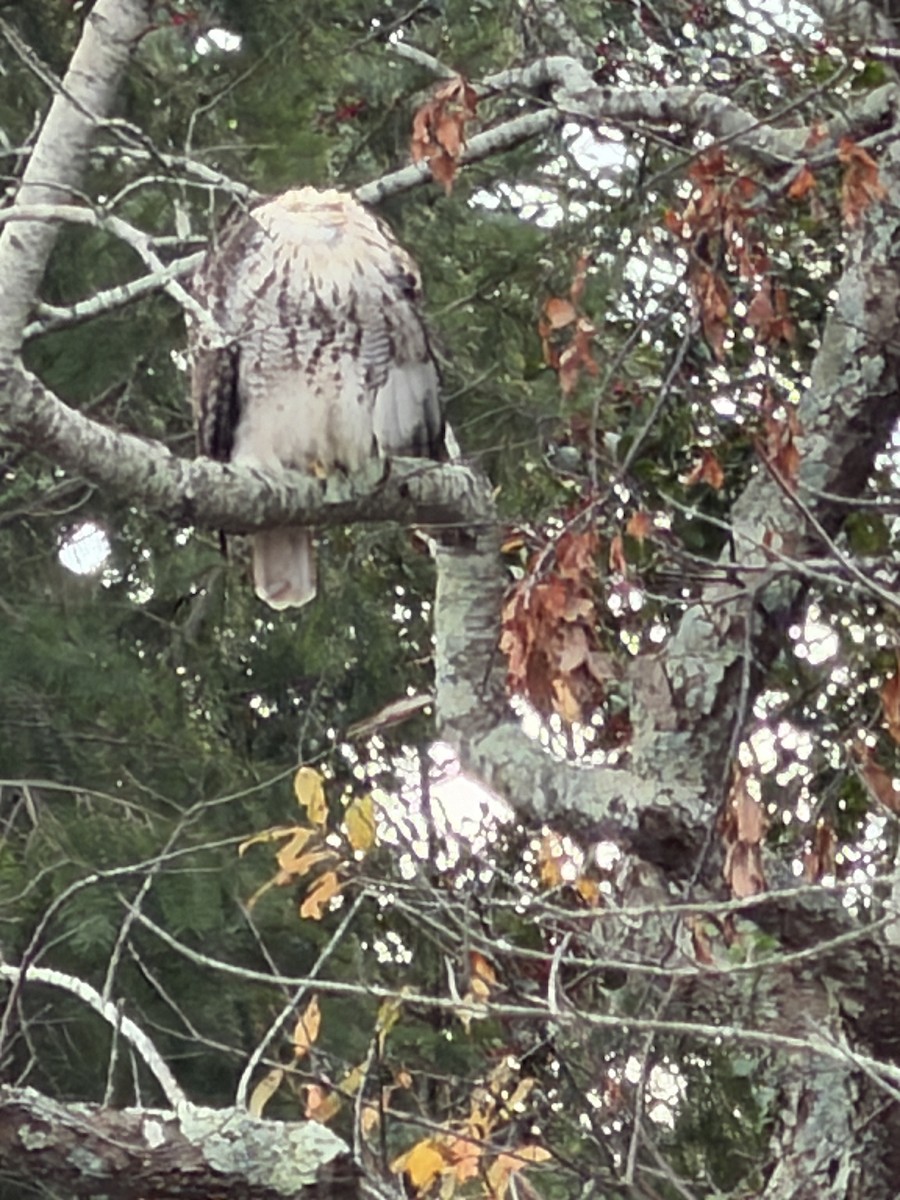 Red-tailed Hawk - ML646882271