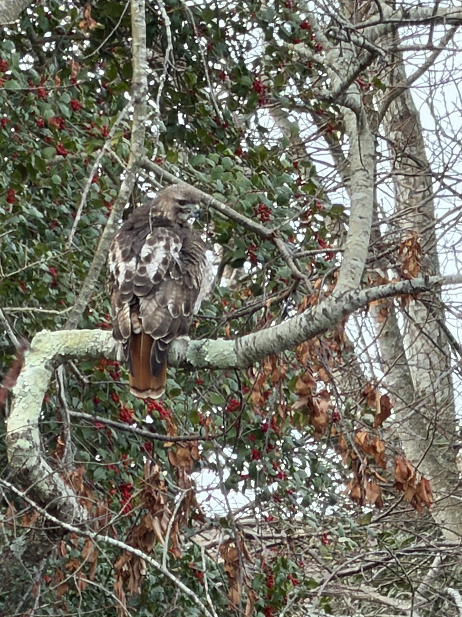 Red-tailed Hawk - ML646882272