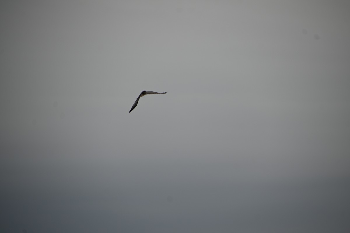 Northern Harrier - ML646882274