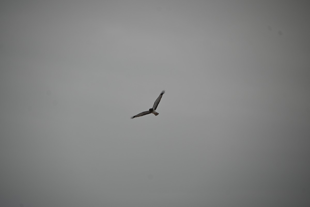 Northern Harrier - ML646882275