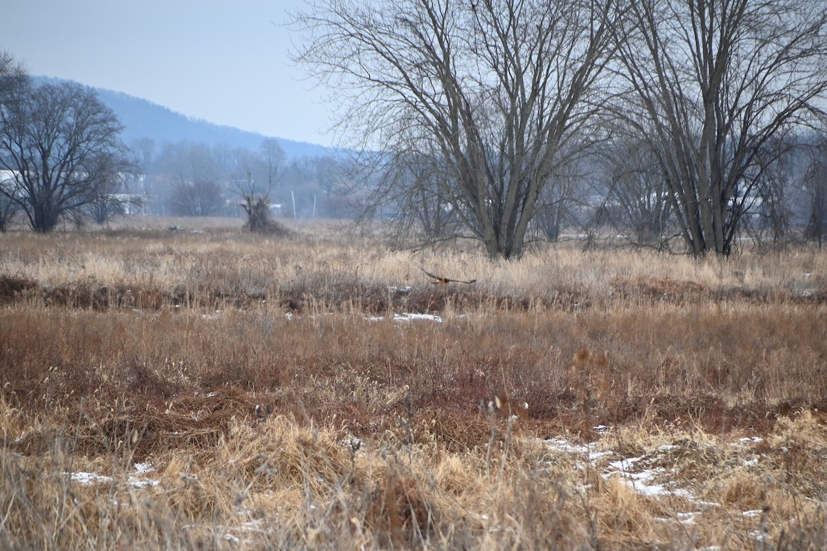 Northern Harrier - ML646882276