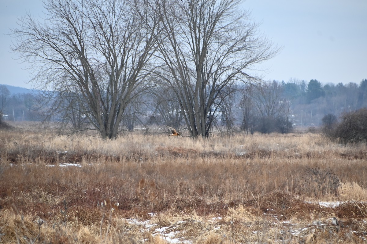 Northern Harrier - ML646882277