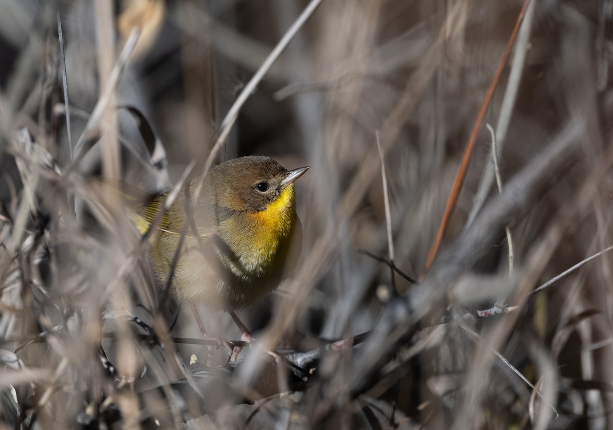 Common Yellowthroat - ML646882278