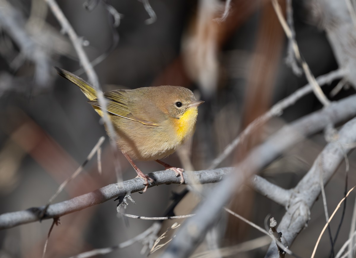 Common Yellowthroat - ML646882279