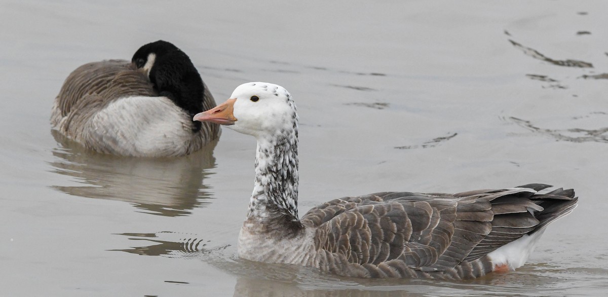 Snow Goose - ML646882280