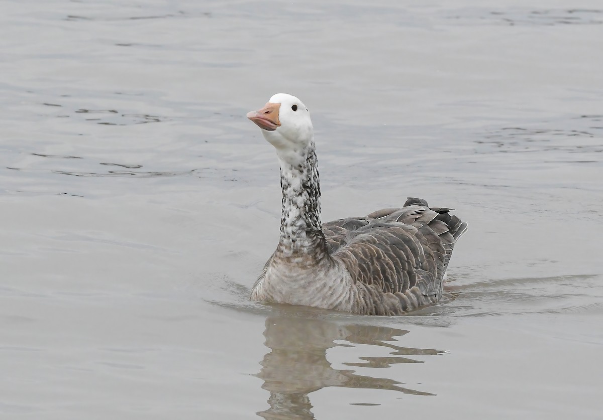 Snow Goose - ML646882281