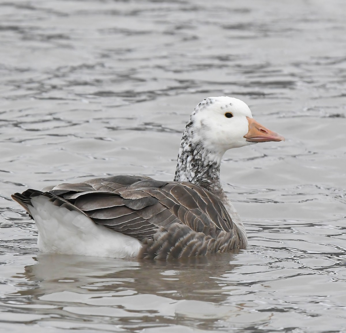 Snow Goose - ML646882282