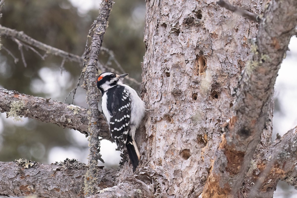Hairy Woodpecker (Eastern) - ML646882284