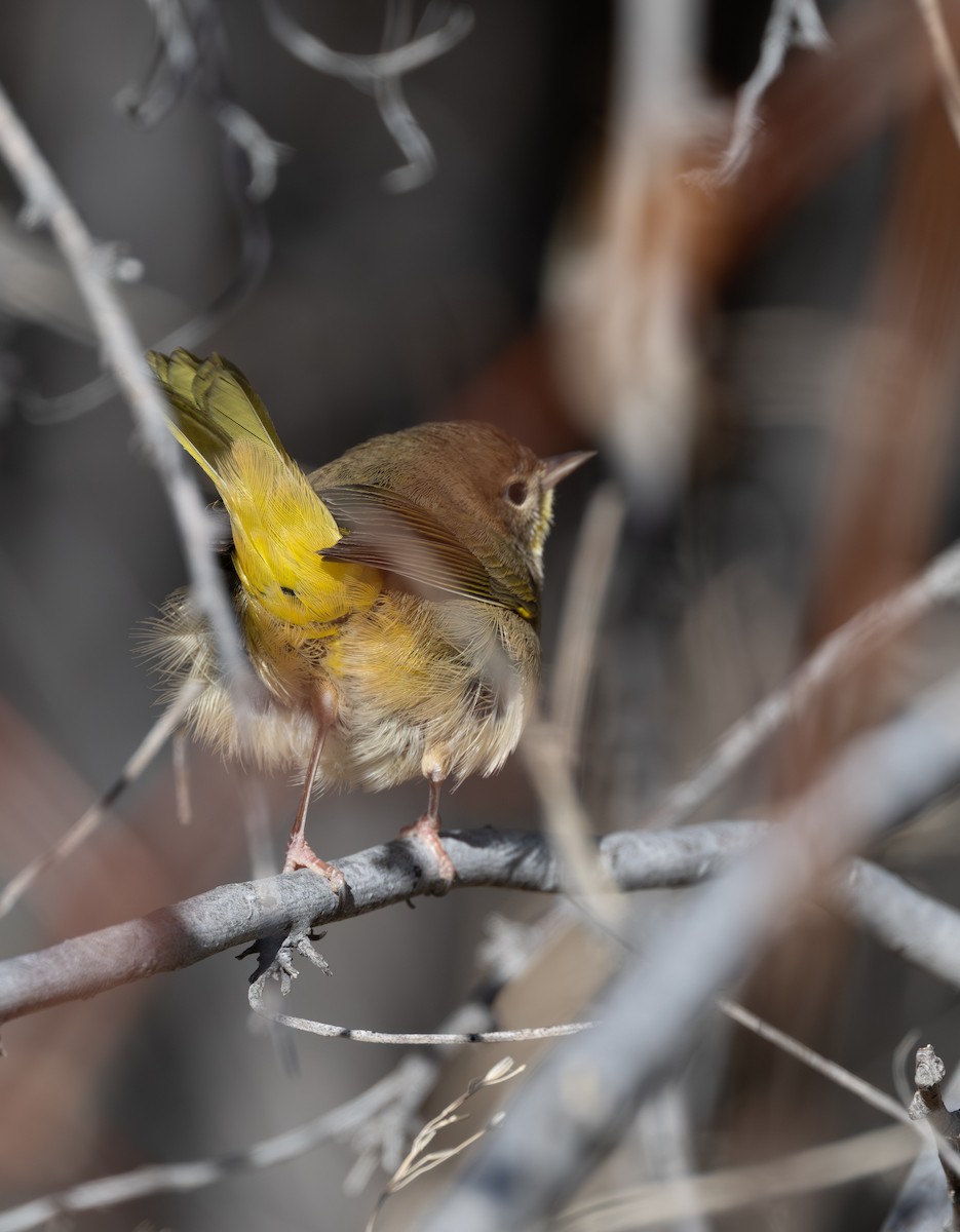Common Yellowthroat - ML646882285