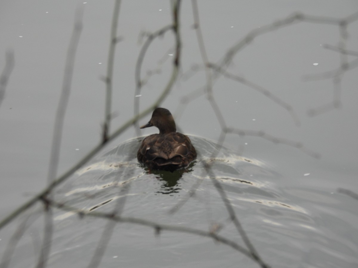 American Black Duck - ML646882286