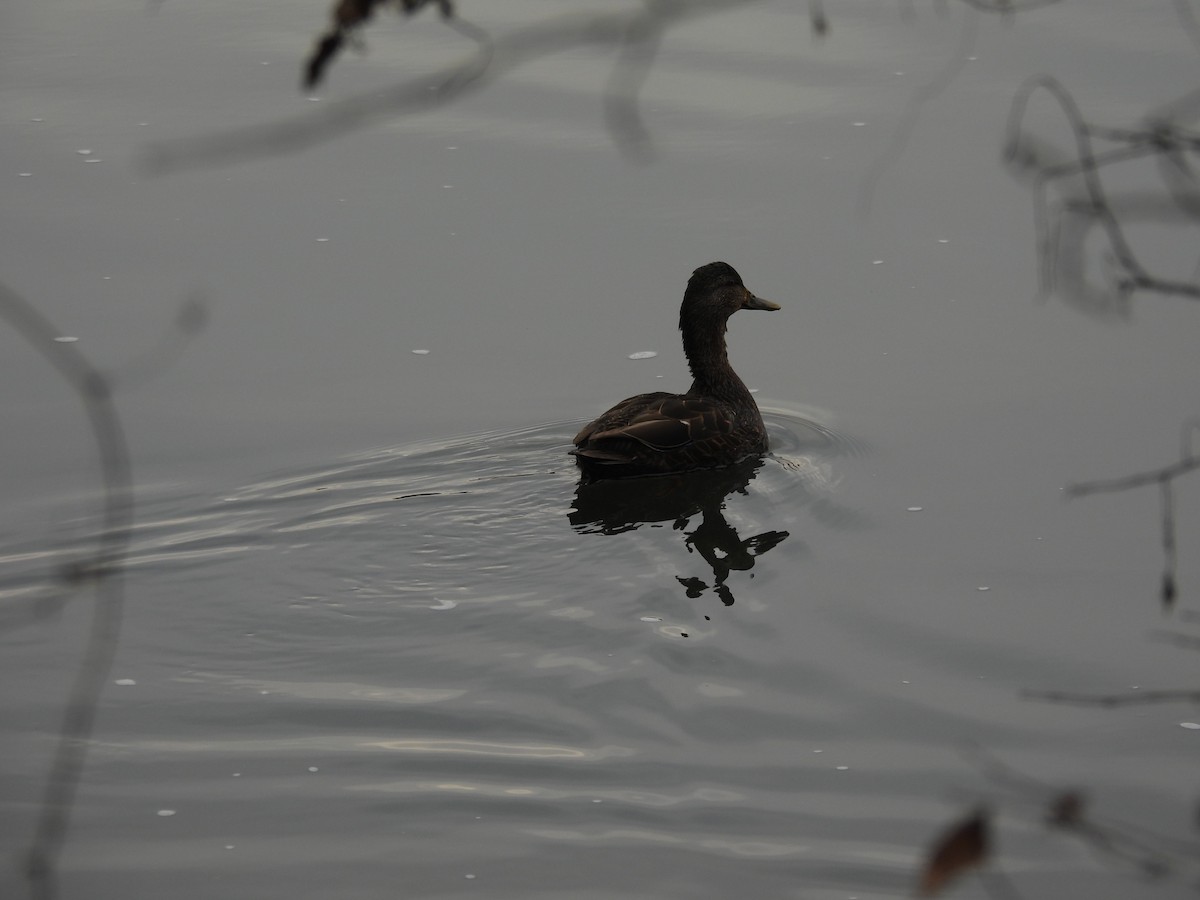 American Black Duck - ML646882287