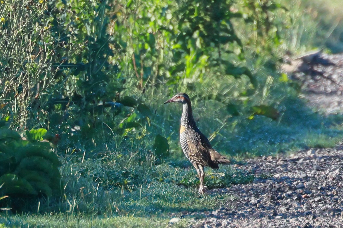 chřástal páskovaný - ML646882290