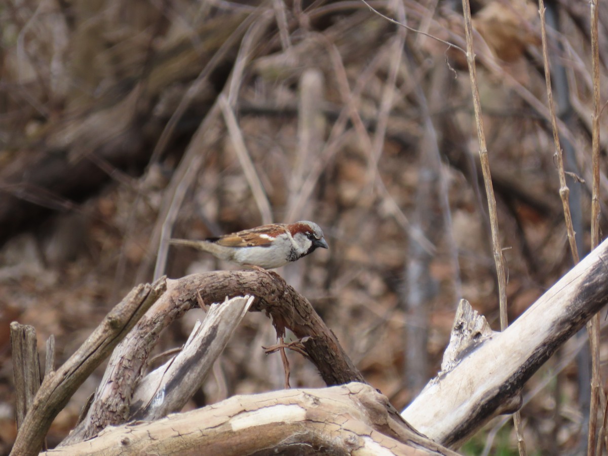 Gorrión Común - ML646882292
