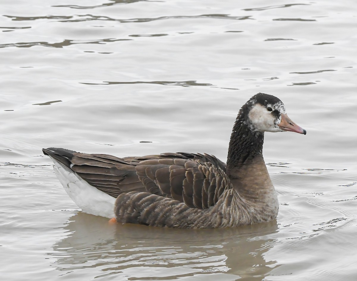 Graylag x Canada Goose (hybrid) - ML646882293