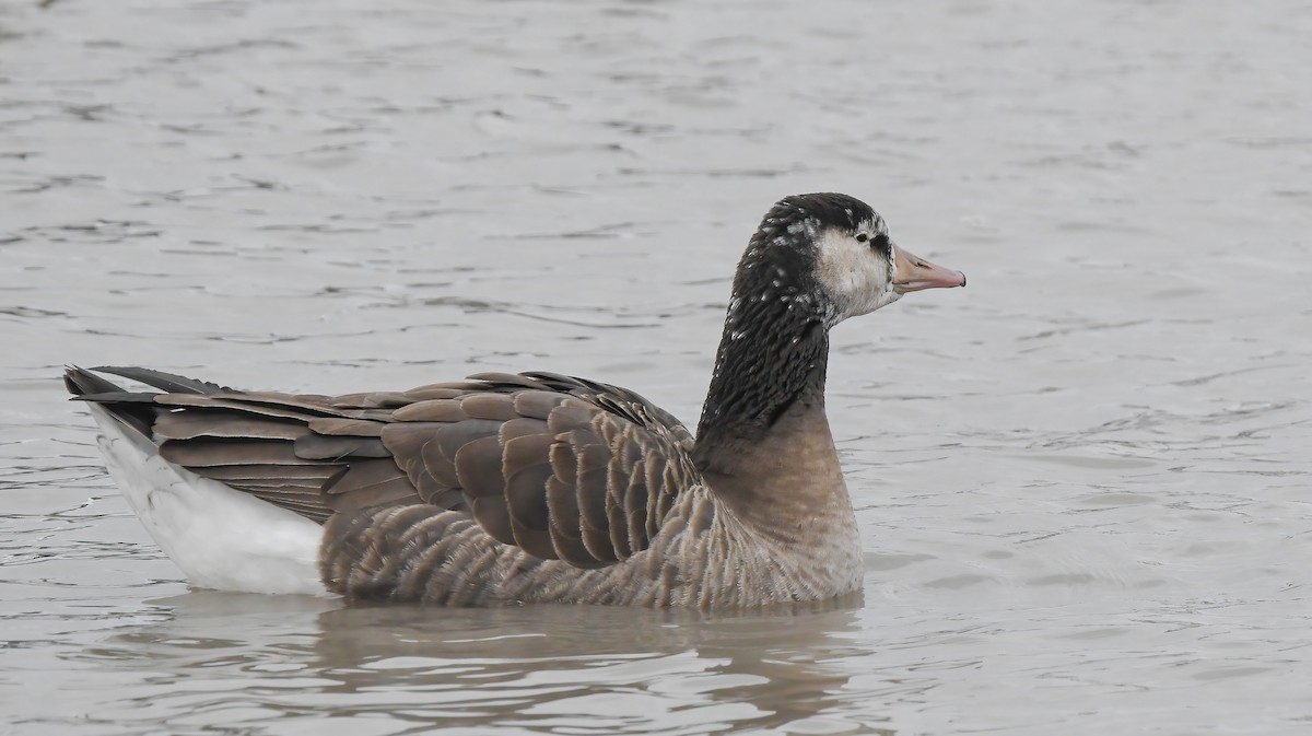 Graylag x Canada Goose (hybrid) - ML646882294