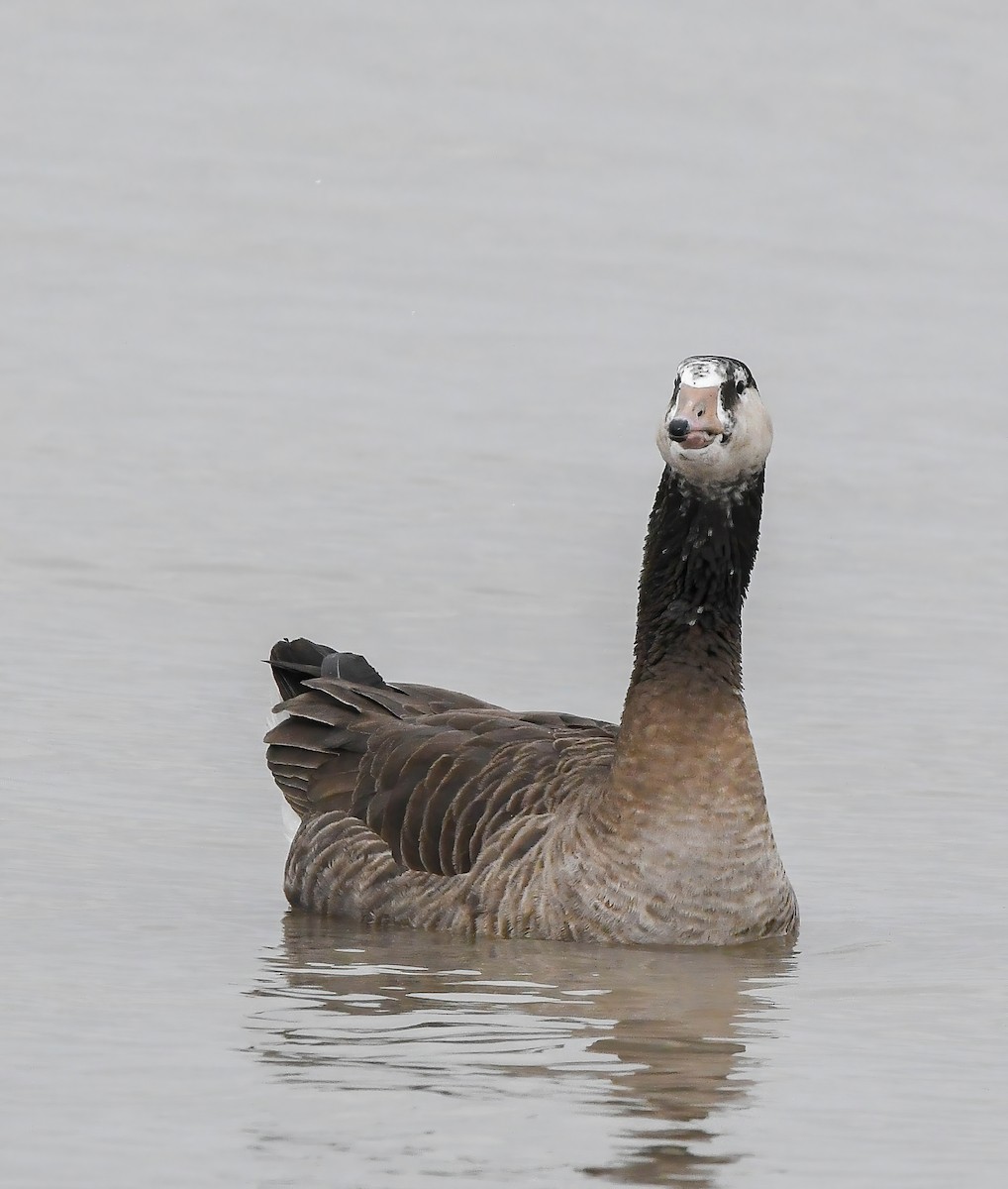 Graylag x Canada Goose (hybrid) - ML646882295