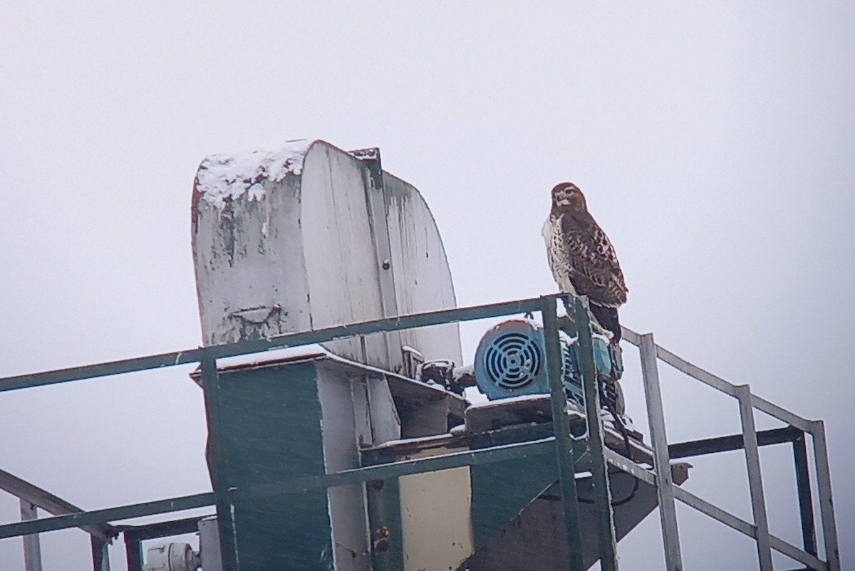 rødstjertvåk - ML646882296