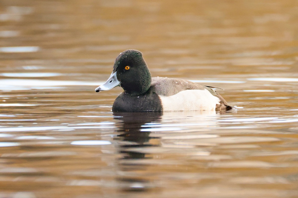Hybride Fuligule à collier x Petit Fuligule - ML646882298