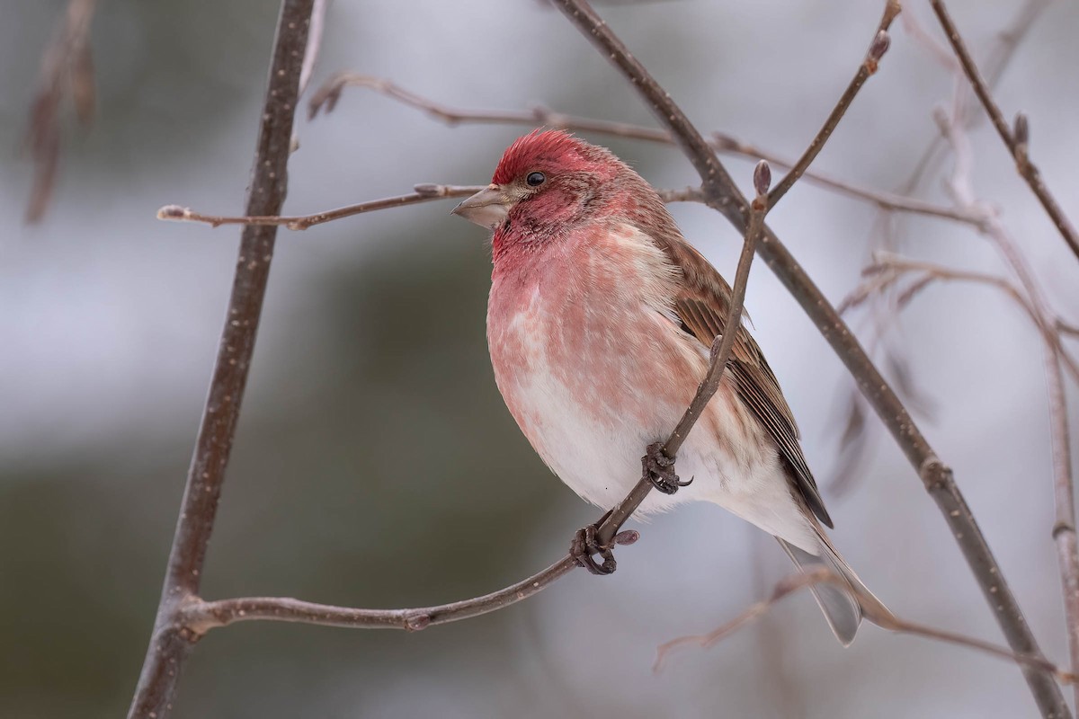 Purple Finch (Eastern) - ML646882299