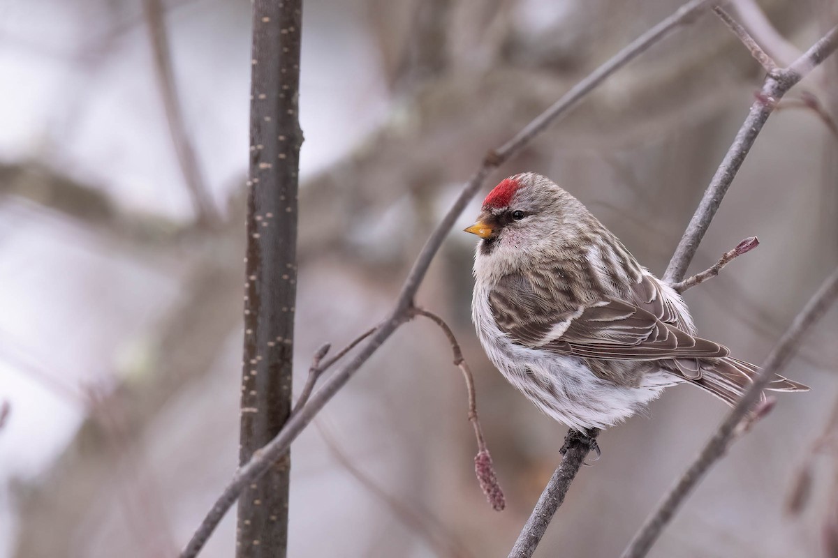 Redpoll (Common) - ML646882300