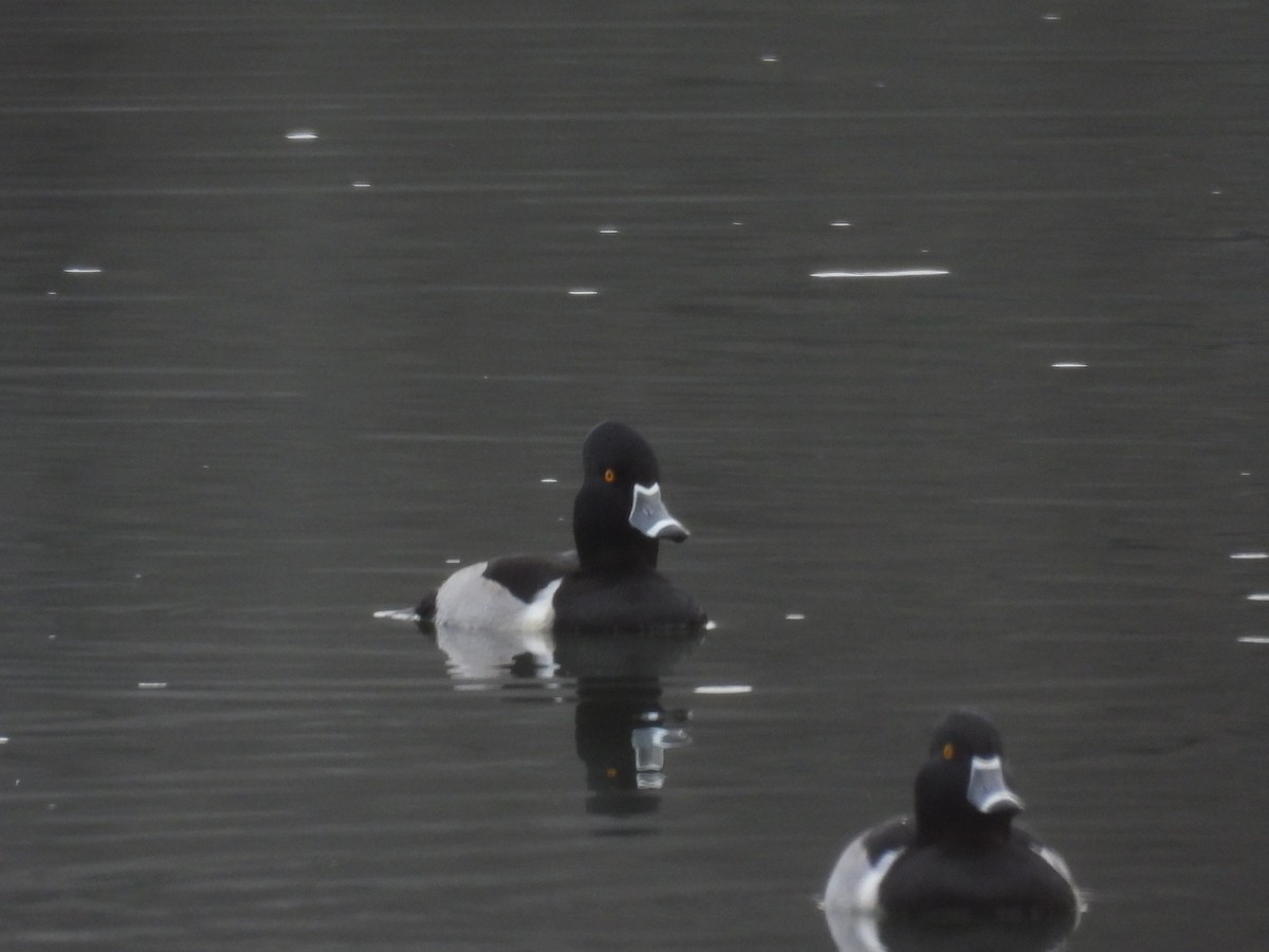 ringand - ML646882301