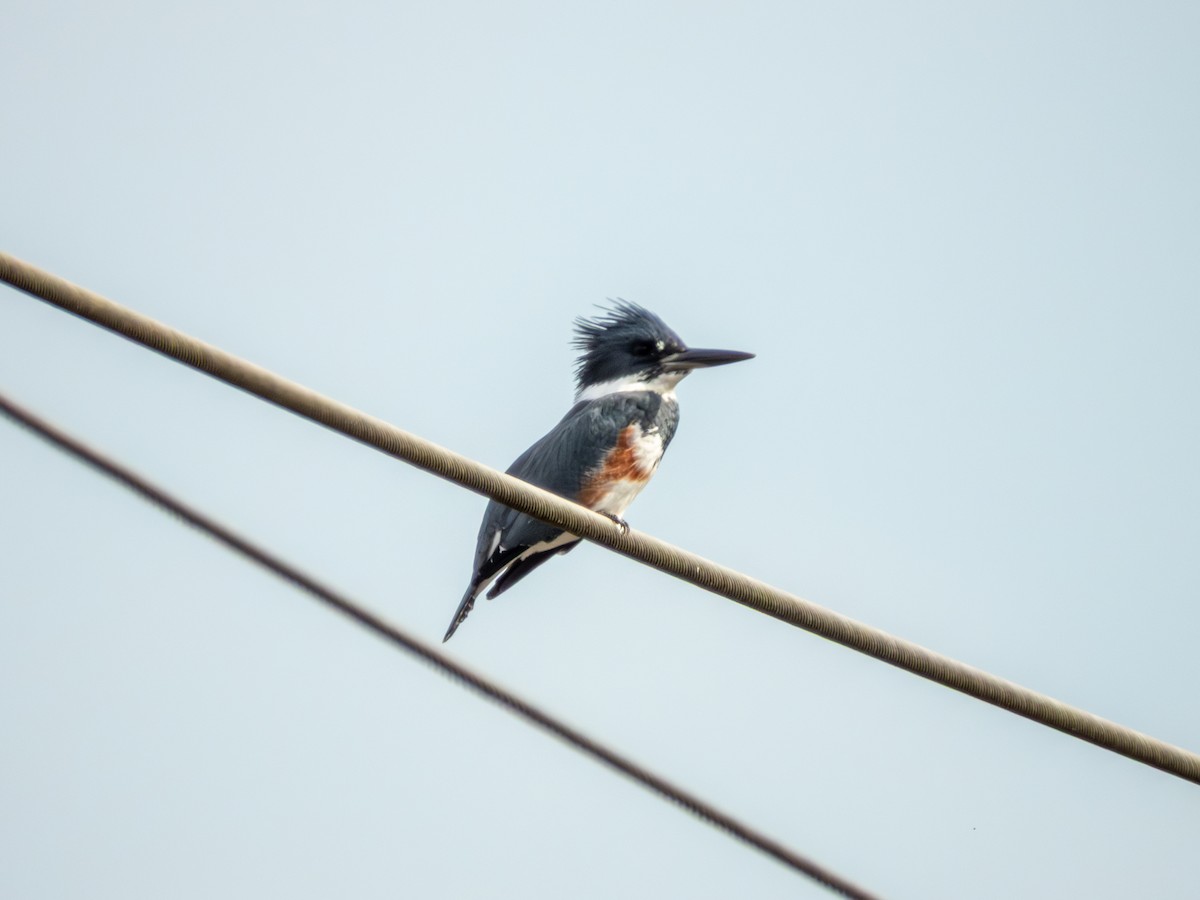 belteisfugl - ML646882302