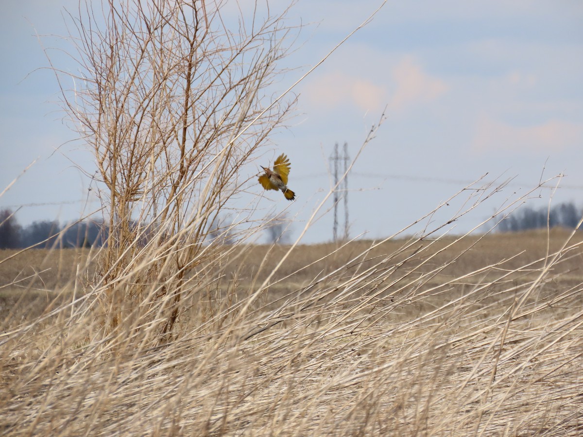 gullspett - ML646882303