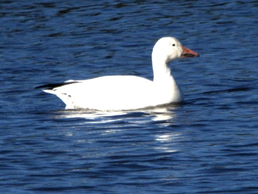 snøgås - ML646882304