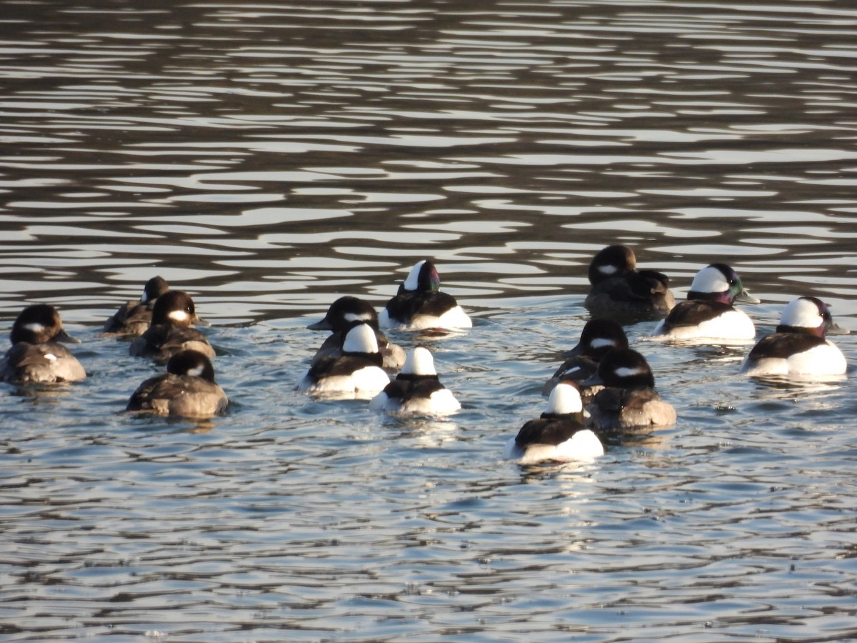 bøffeland - ML646882305