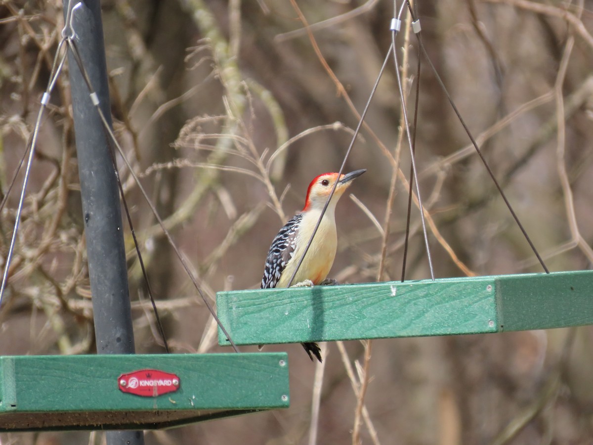 lundspett - ML646882306