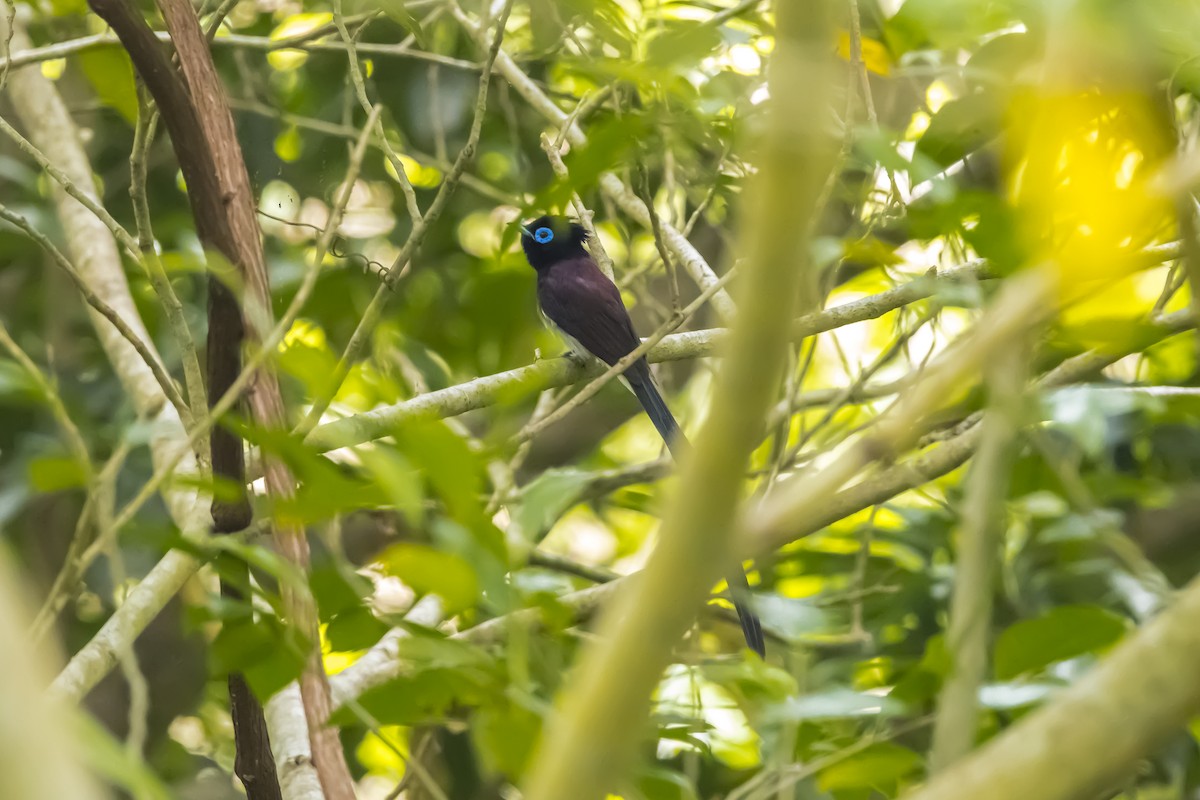 japanparadismonark - ML646882307