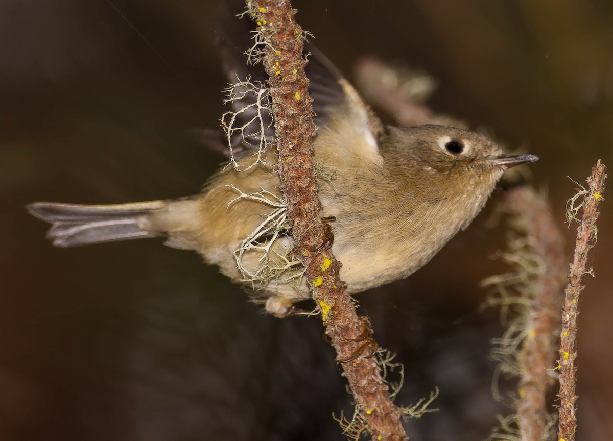 rubinfuglekonge - ML646882308