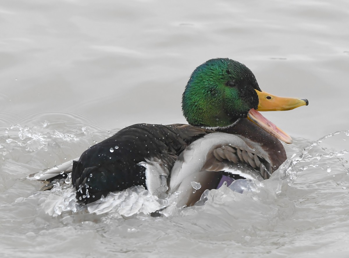 Germano reale - ML646882309