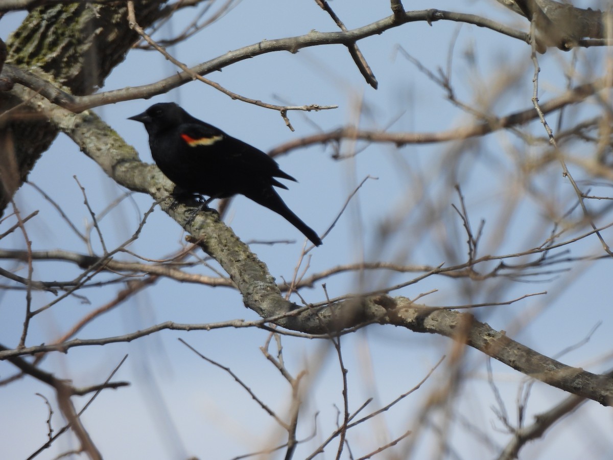 rødvingetrupial - ML646882310