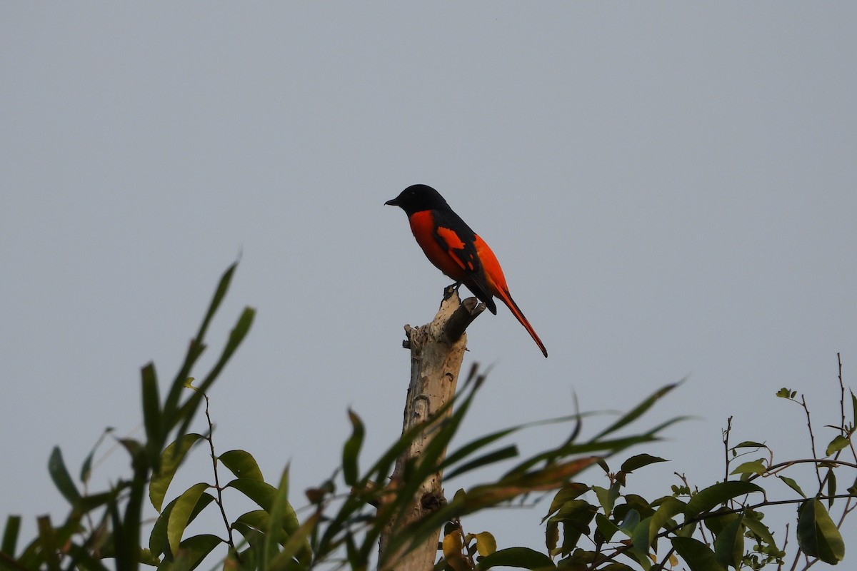 Scarlet Minivet - ML646882312