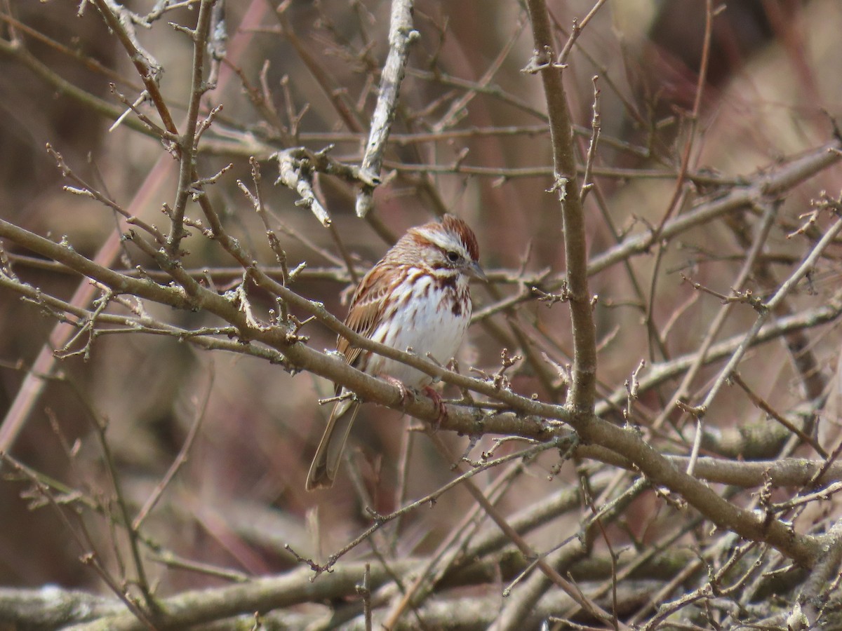 sangspurv - ML646882313