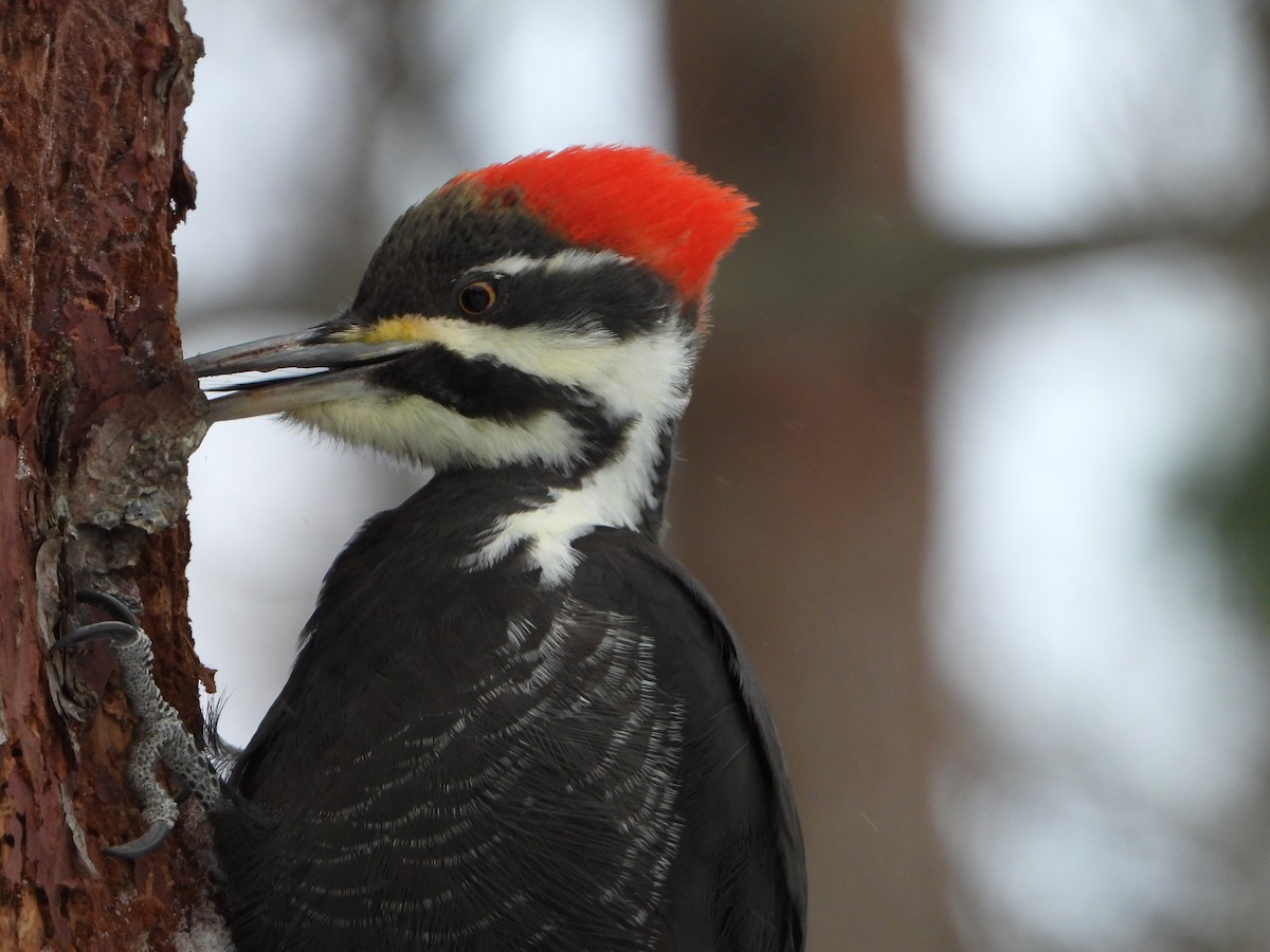 hvitbrynsvartspett - ML646882317