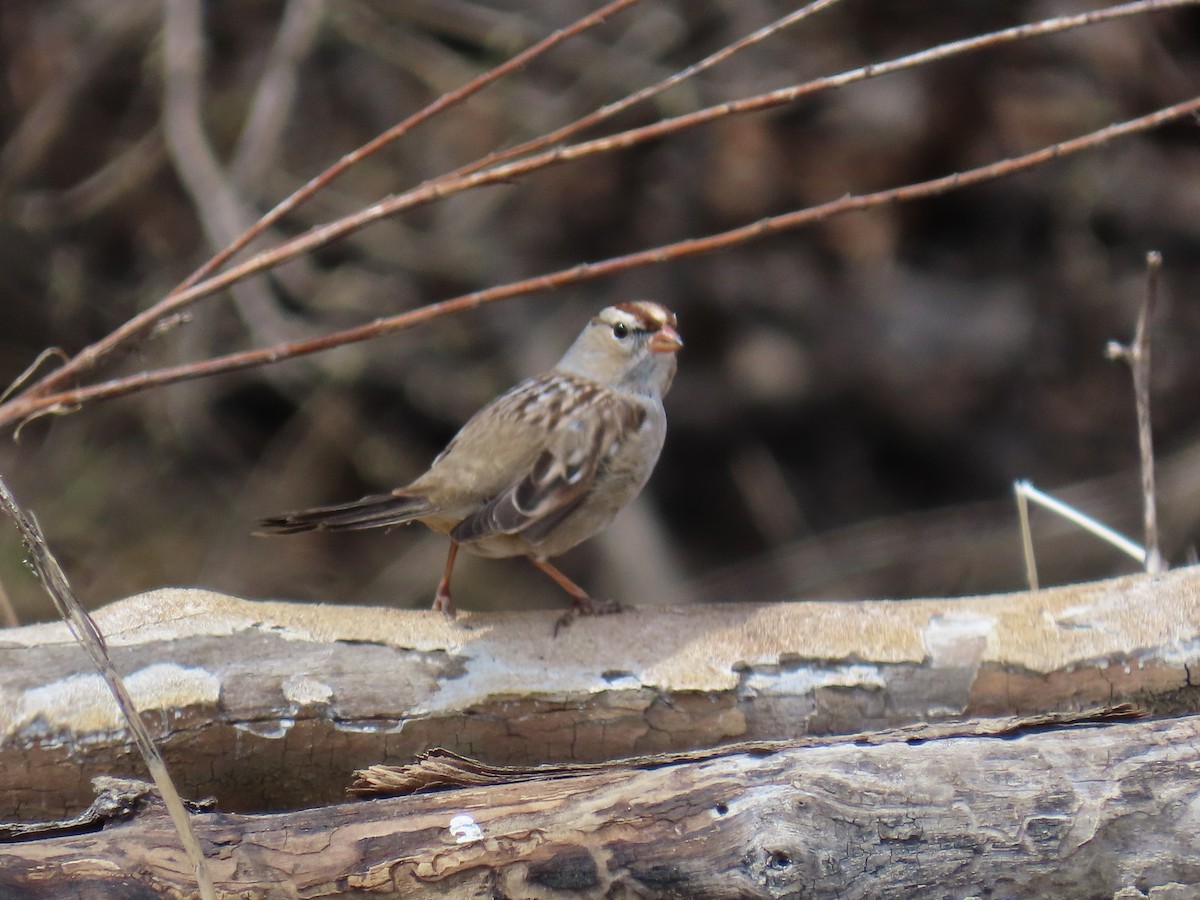 White-crowned Sparrow - ML646882318