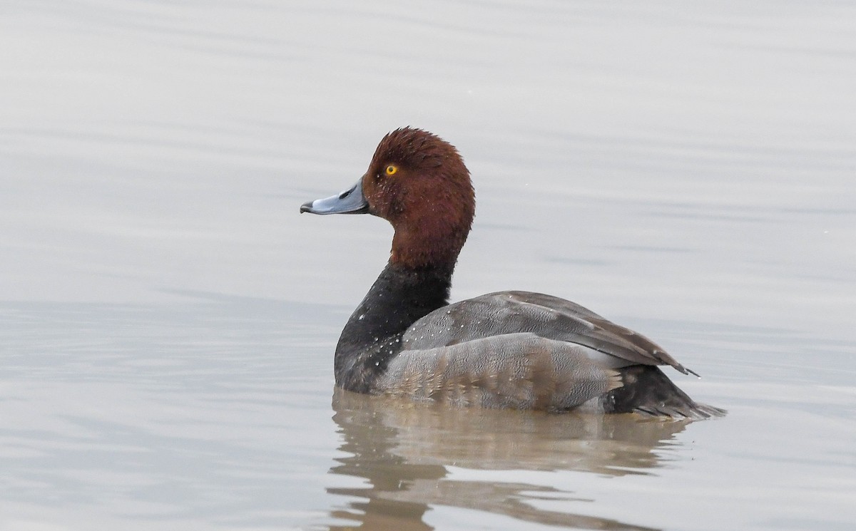 Redhead - ML646882320