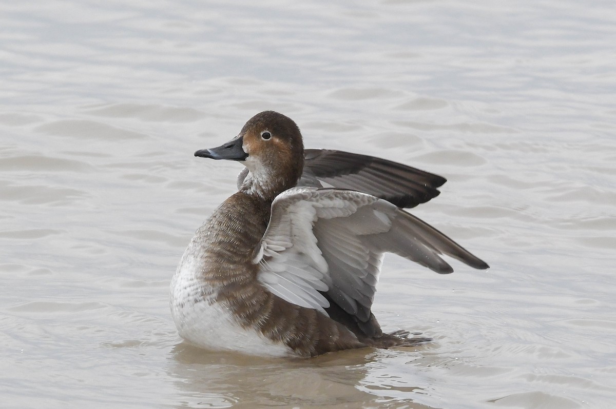 Redhead - ML646882321