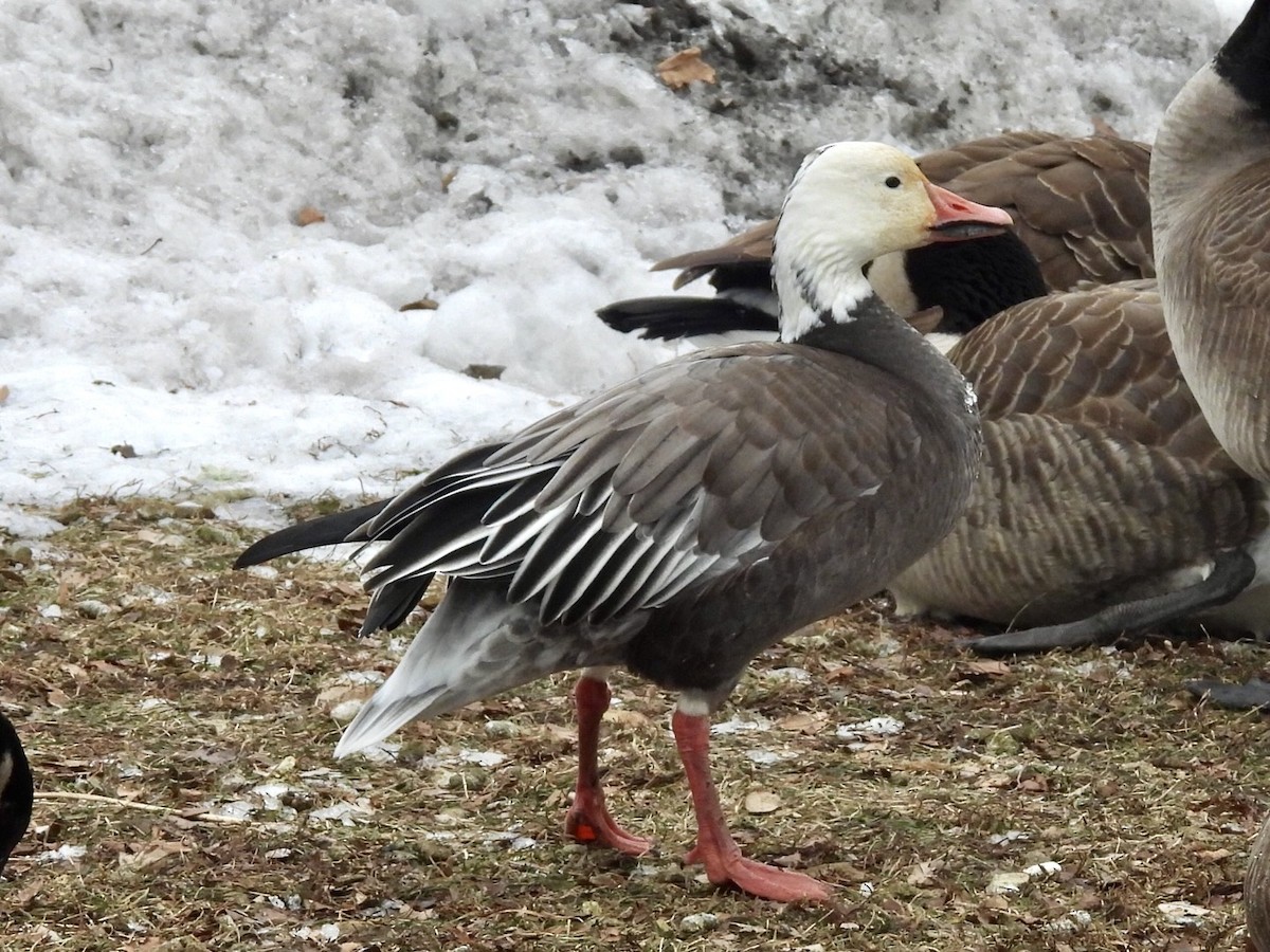 snøgås - ML646882323